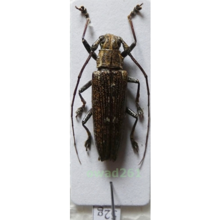 Homonoea sp. Philippines52g
